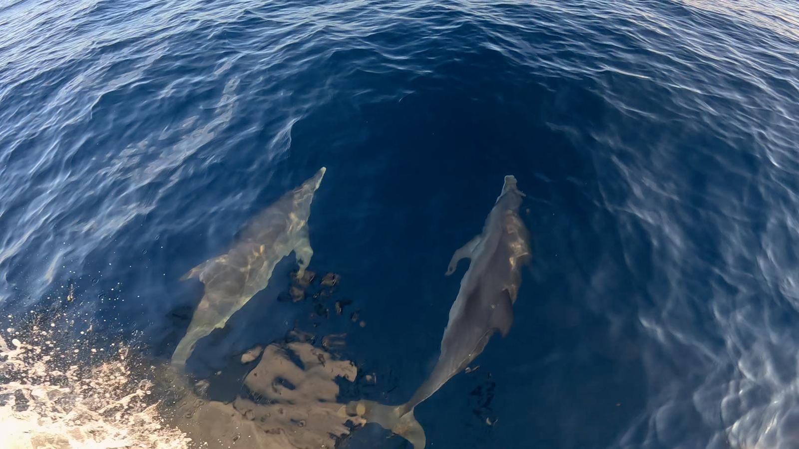 Dolphins swimming beside the Tafil off the east side of Isla Mujeres